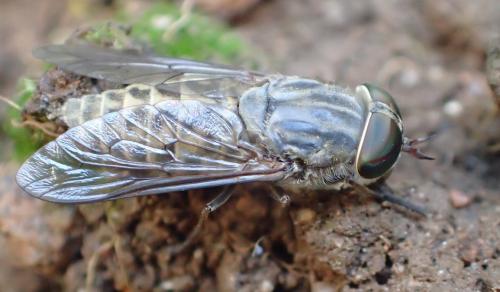 Réf. 243 418 : Tabanus bromius